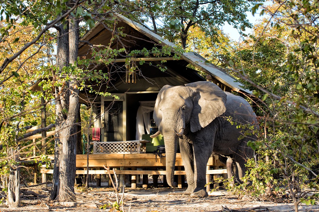 Elephant Pan, Khwai