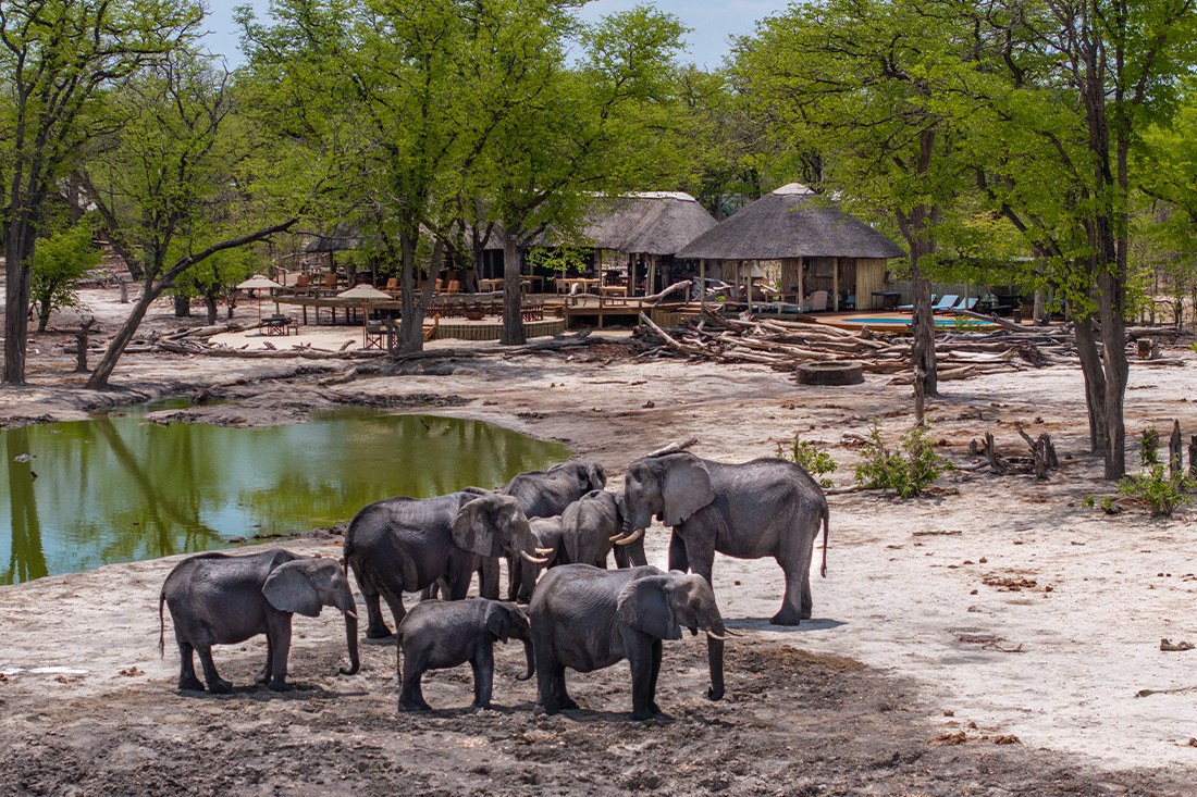 Elephant Pan, Khwai