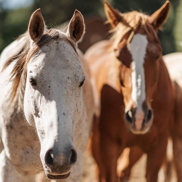 Horseback Riding