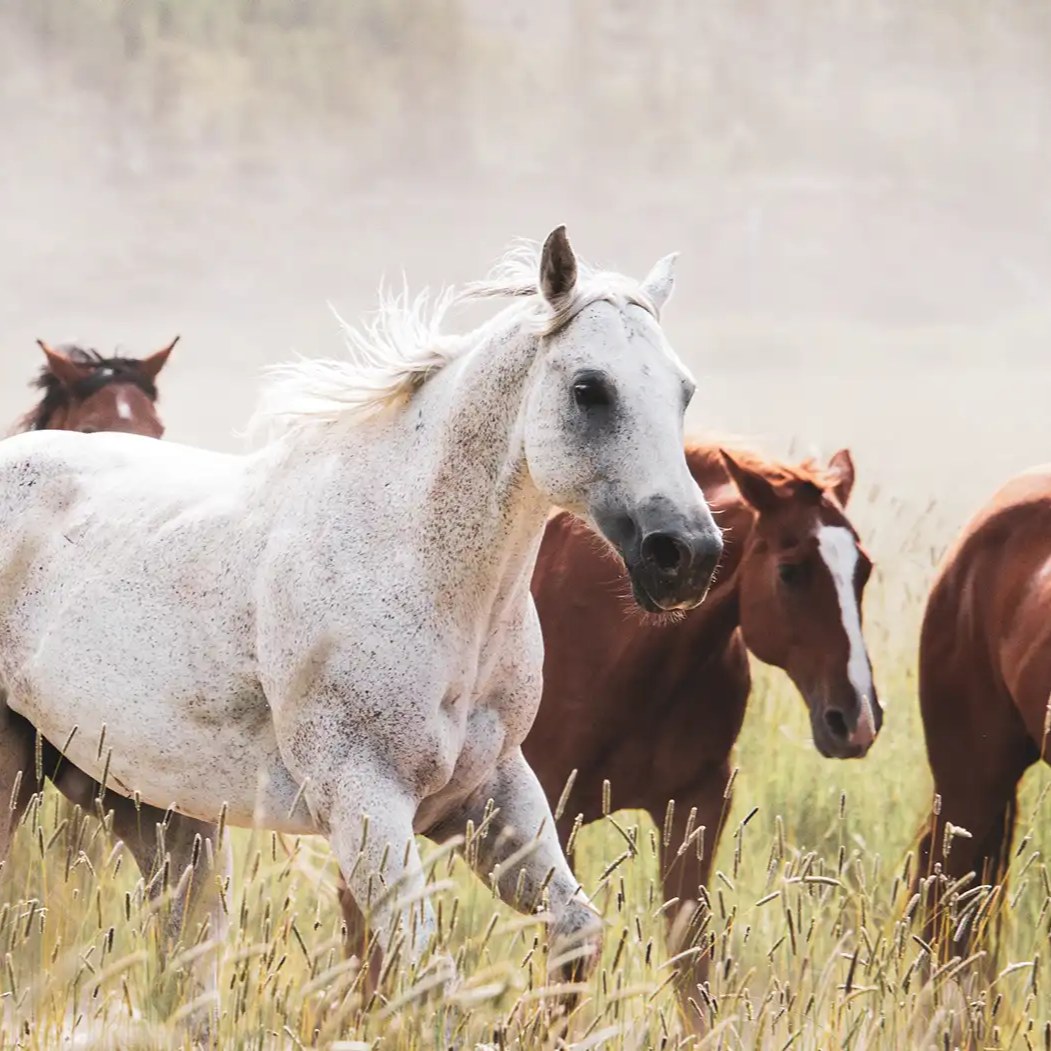 jingle white horse