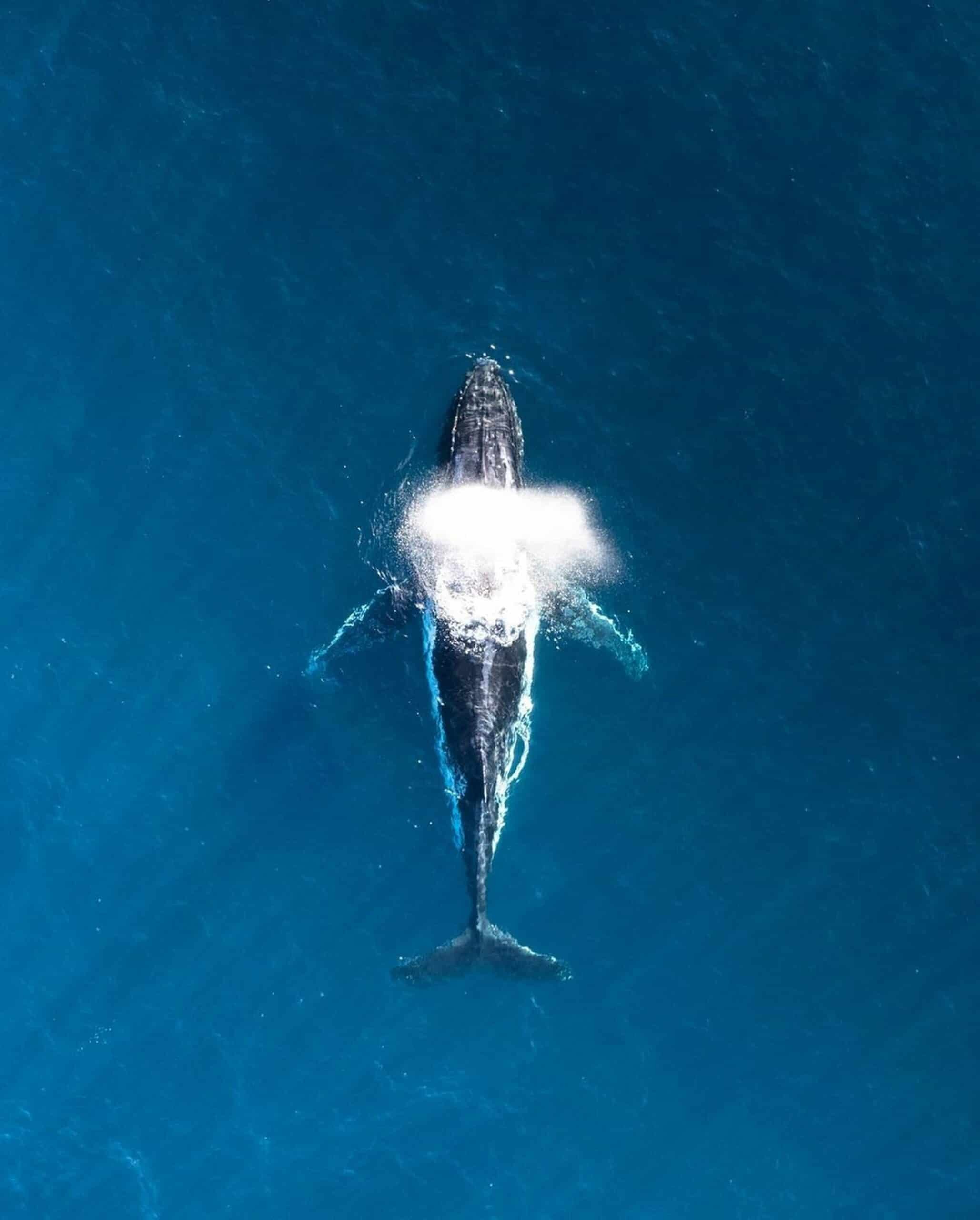 max lissenden snYLMKphCf4 unsplash
