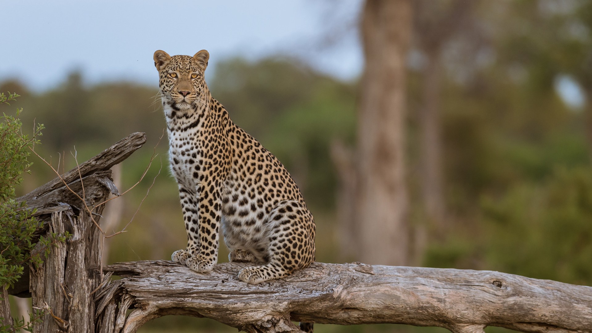 Ingwe Pan Camp, Mana Pools
