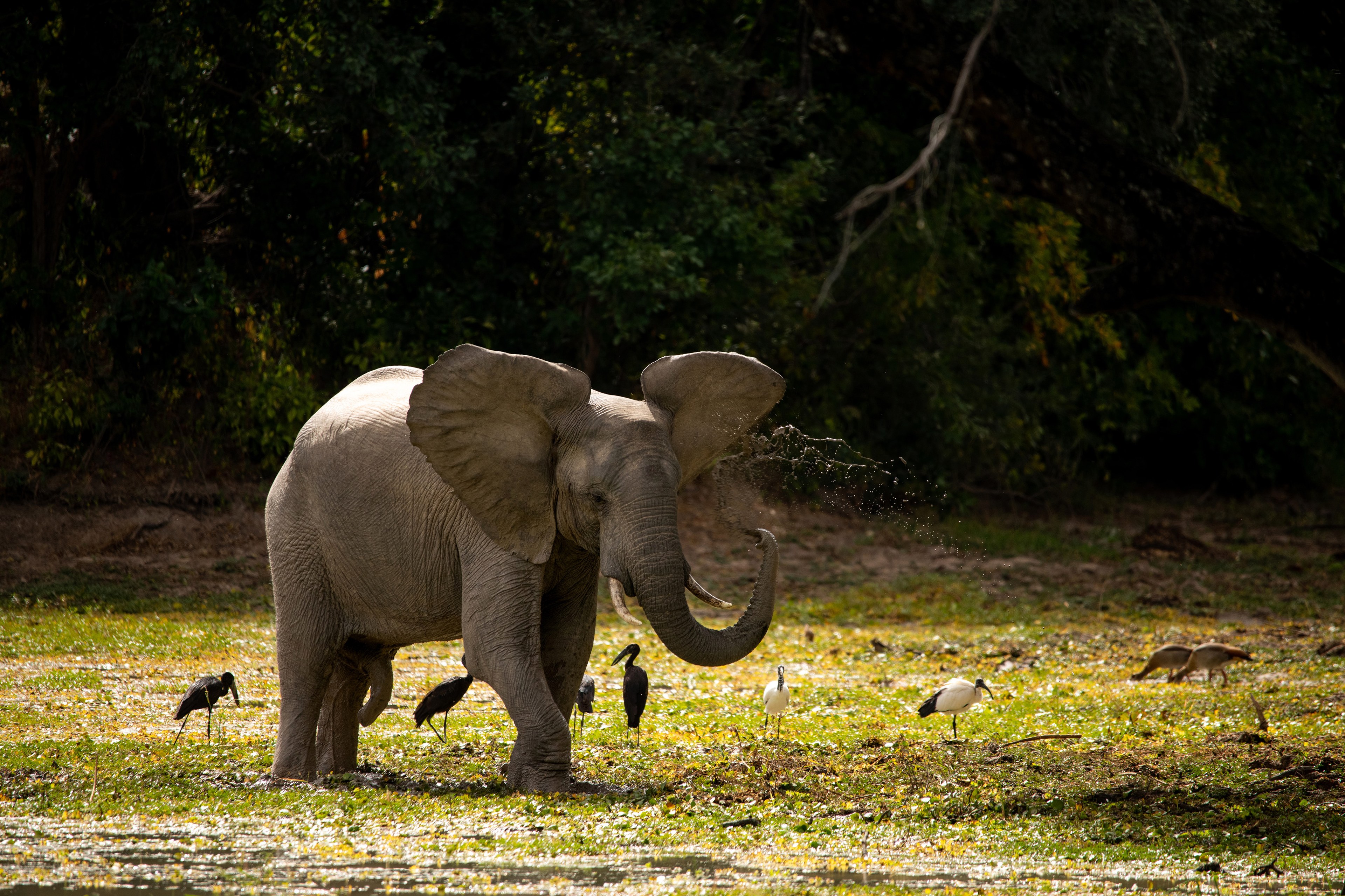 Ingwe Pan Camp, Mana Pools