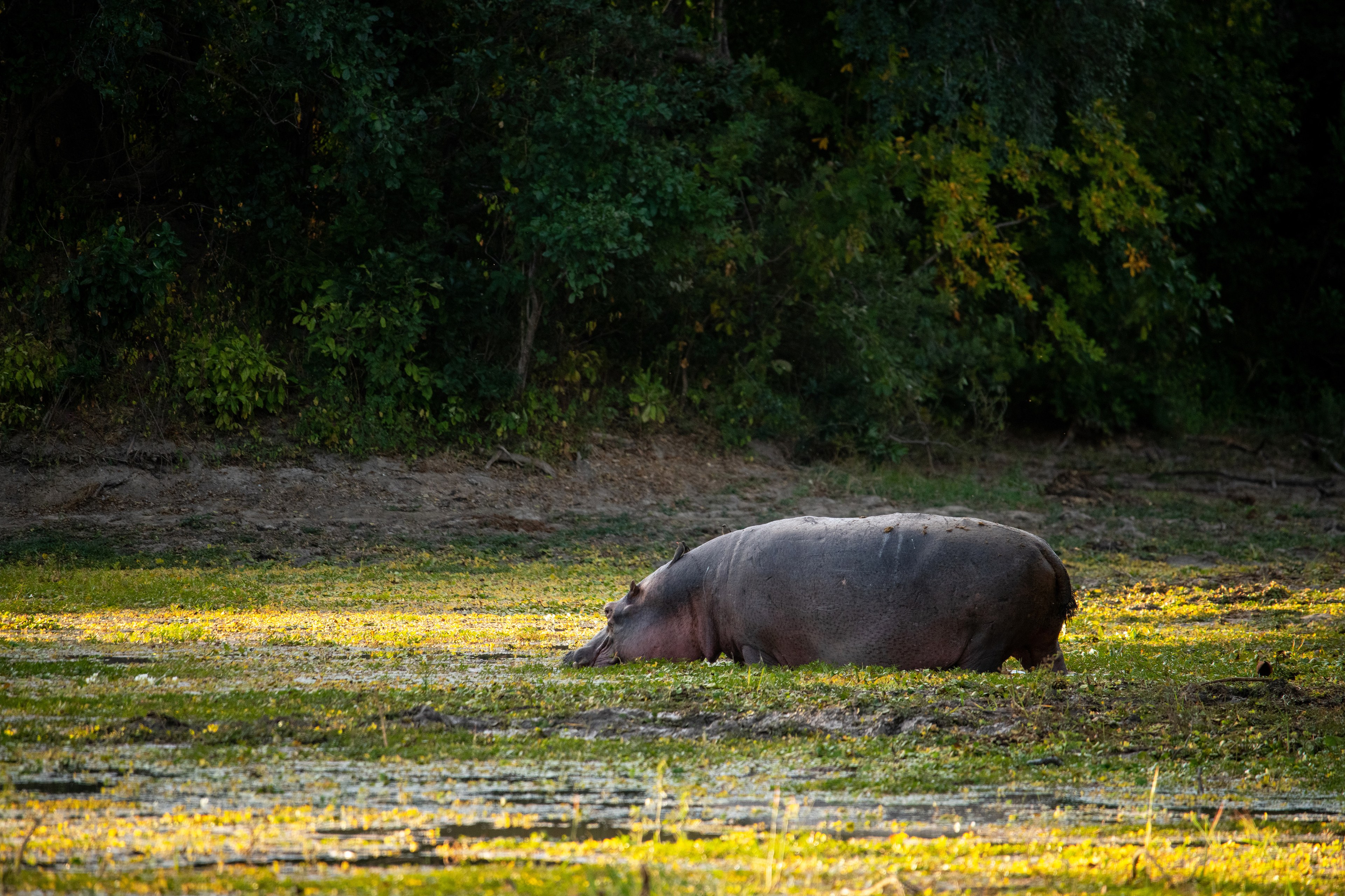 Ingwe Pan Camp, Mana Pools