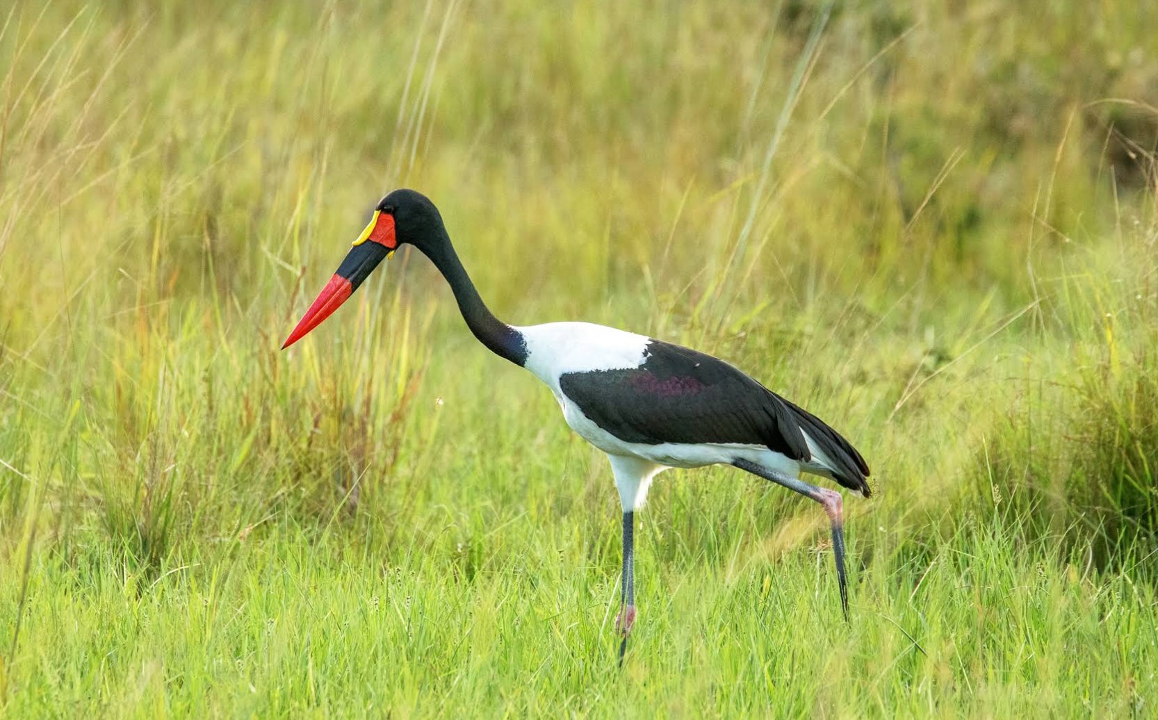 KaingU Safari Lodge en Kafue