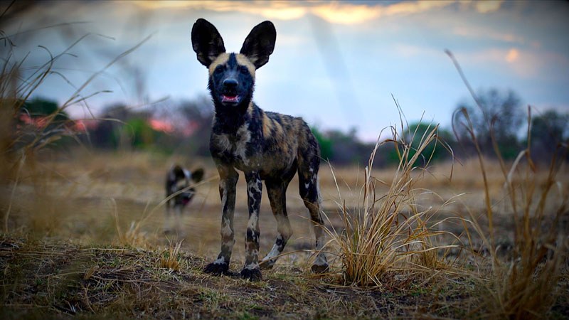 Luambe Camp, Luambe National Park, Luangwa Valley
