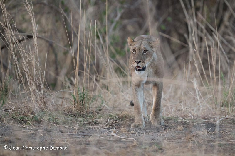 Luambe Camp, Luambe National Park, Luangwa Valley
