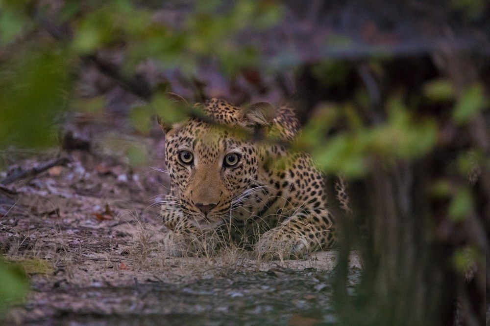 Luambe Camp, Luambe National Park, Luangwa Valley