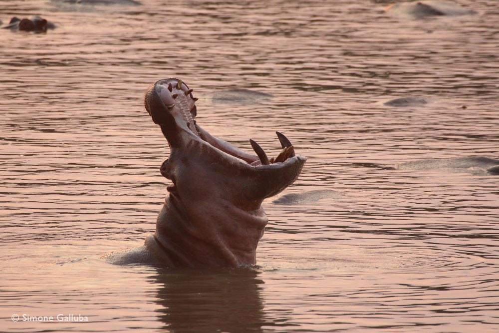 Luambe Camp, Luambe National Park, Luangwa Valley
