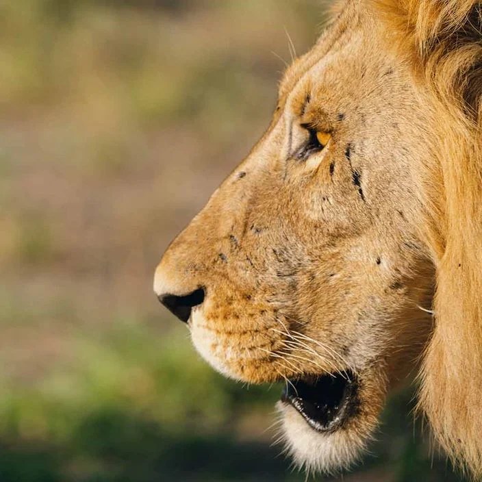 Wilderness Mokete en Chobe