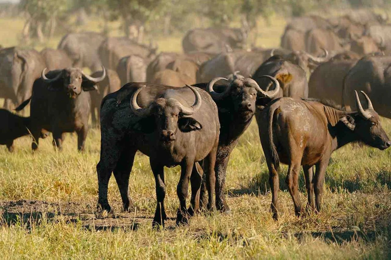 Wilderness Mokete en Chobe