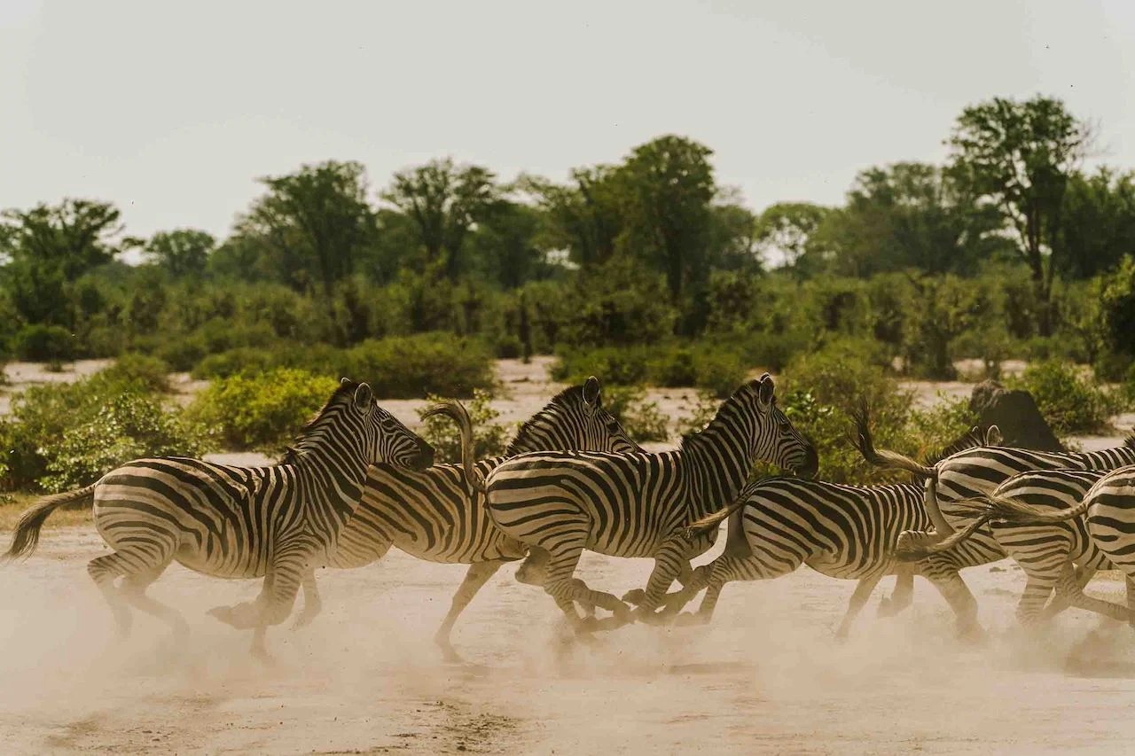 Wilderness Mokete en Chobe