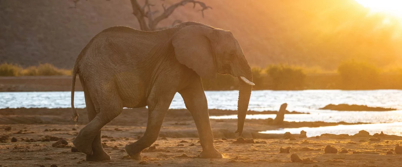 Impodimo Game Lodge en Madikwe Game Reserve