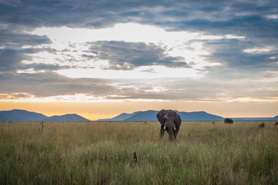 Impodimo Game Lodge en Madikwe Game Reserve