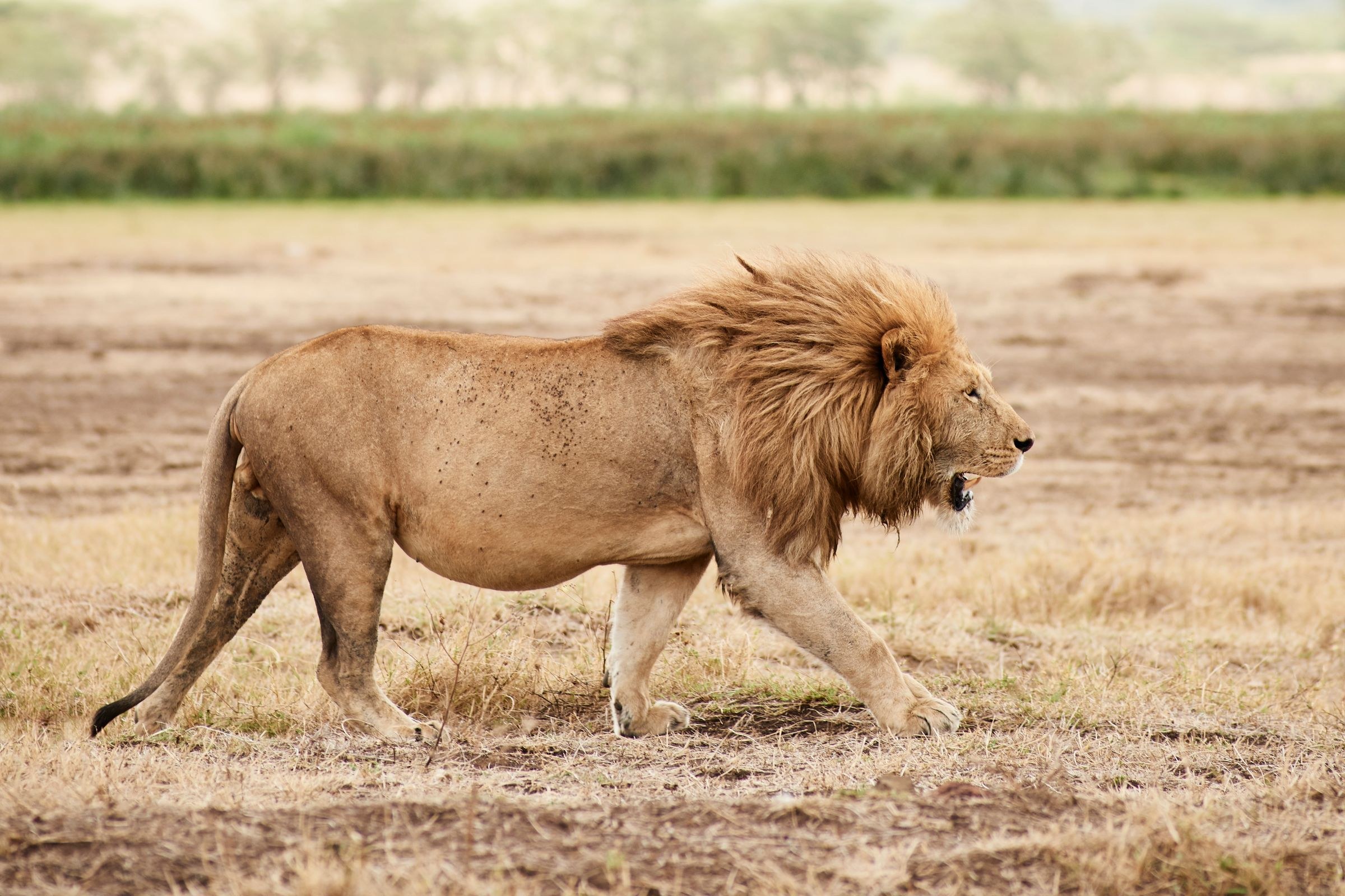 Ngorongoro Crater Camp, an A&K Sanctuary en Ngorongoro