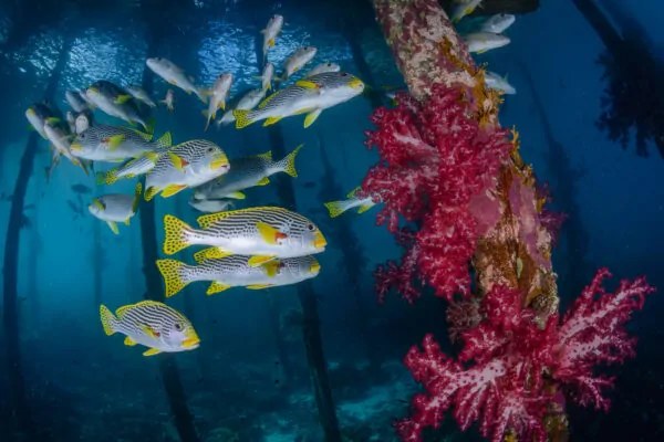 Nut Tonton Homes, Raja Ampat