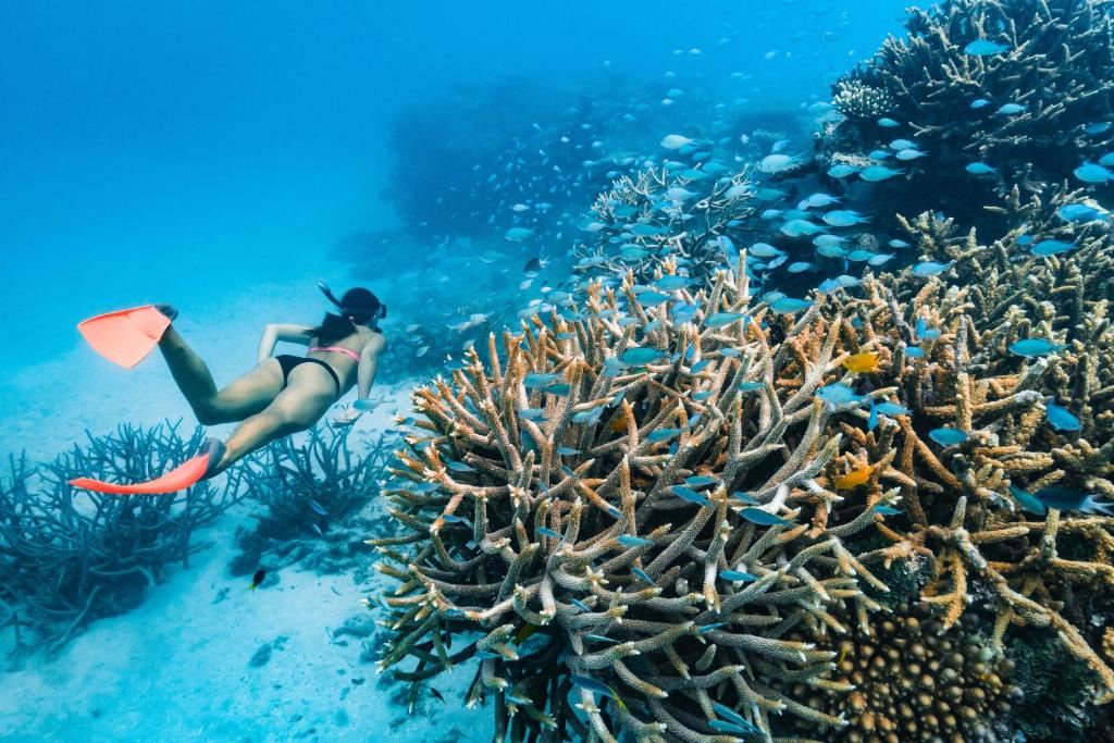Gran Barrera de Coral