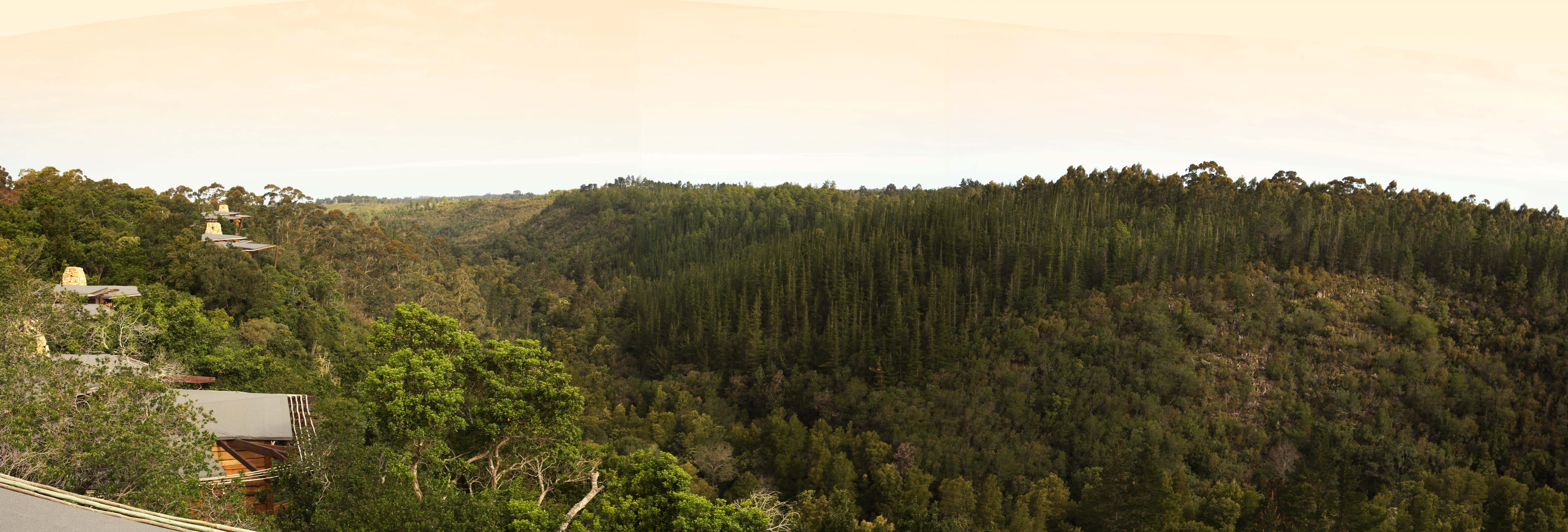 Tsala Pano Forest View