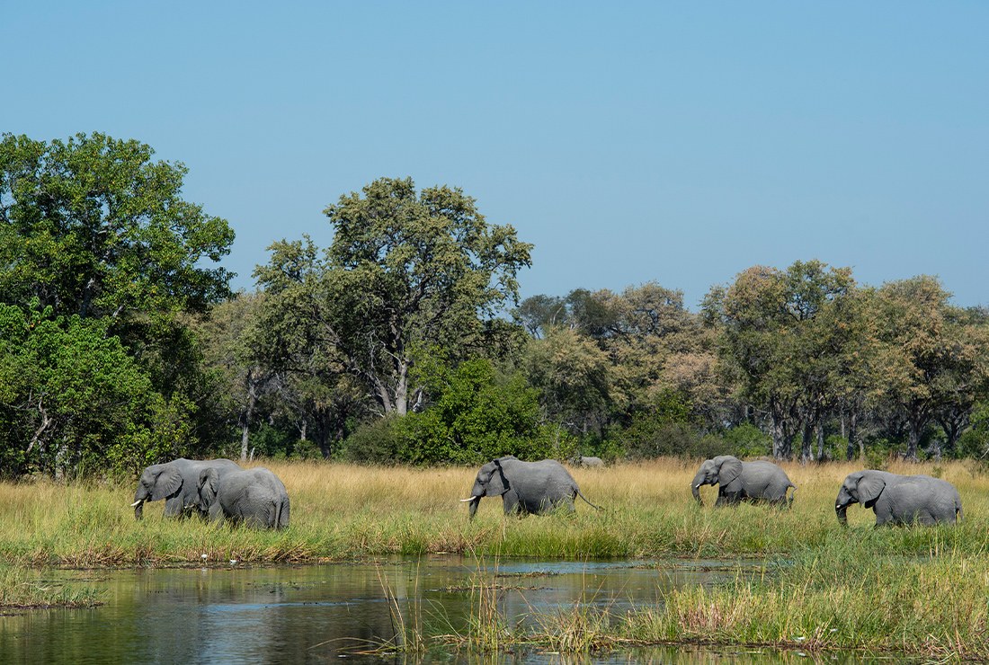 Tuludi Camp, Delta del Okavango