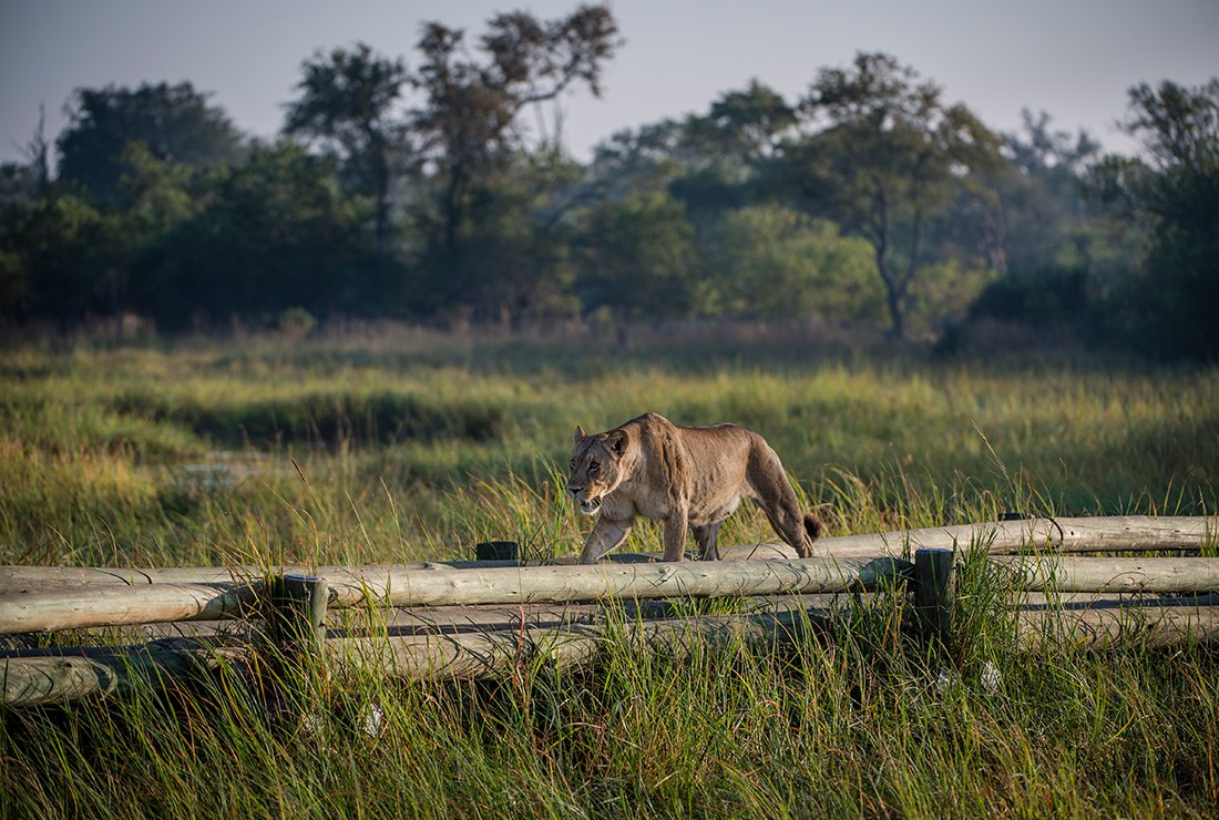 Tuludi Camp, Delta del Okavango